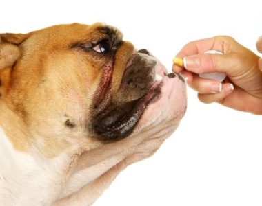 Painkillers for dogs